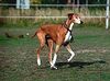 Azawakh Foto: Zarry... (ID 3998) Azawakh Hund