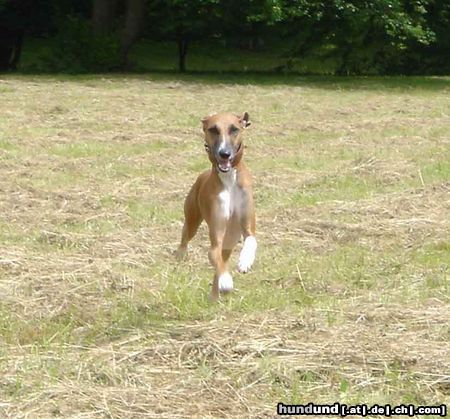 Azawakh Hunde Foto 12147 Azawakh Tatrit n'Tufat de Grade-Epee, flying