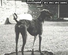 Azawakh Hunde Foto 4727 Azawakh