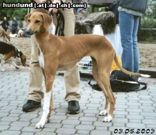 Azawakh Hunde Foto 4725 Azawakh