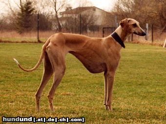 Azawakh Hunde Foto 4723 Azawakh