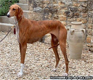 Azawakh Hunde Foto 23360 in höherer Auflösung ansehen Azawakh Sinny
