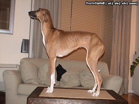 Azawakh Hunde Foto 8822 Azawakh Tatrit n\'Tufat de Garde-Epee - 13 months