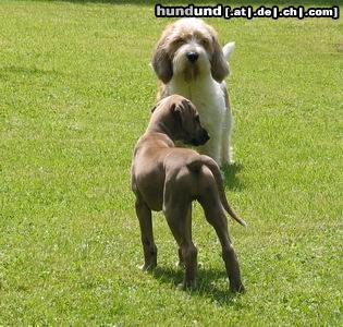 Azawakh Hunde Foto 13352 Azawakh Ups, wer bist Du...