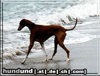 Azawakh Hunde Foto 3994 Azawakh Aulad al sahras AHZAR...zarry
