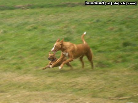 Balearen Laufhund laufen