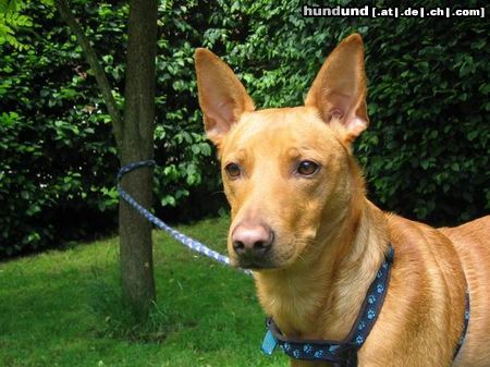 Balearen Laufhund Sandro in unserem Garten