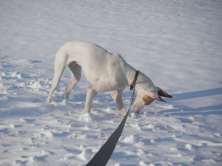 Balearen Laufhund Auf Mäusejagd