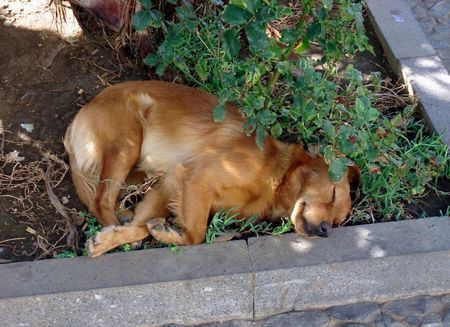 Balearen Laufhund Siesta