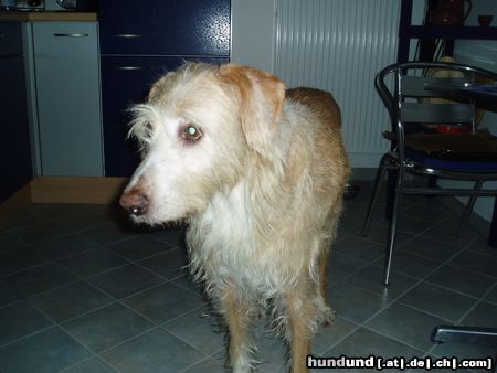 Balearen Laufhund Ombre 12 Jahre alt