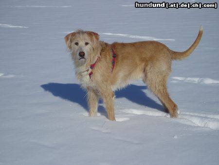 Balearen Laufhund Ombre ist trotz seines Alters sehr fit und für jede Schneewanderung zu haben.