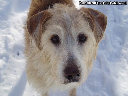 Balearen Laufhund Ombre ein Urhund mit dem Gemüt eines Englchens: Fliegen wie der Wind, spielen wie ein Kind, zärtlich ohne Ende, grazil und wild, leicht und behände.  Ein Podenco in deinem Leben, ist wie Sonne und Erdbeben. Bist fasziniert und voller Gefühl, so viel Anmut und Eleganz im Spiel. Ma belle chienne, mon bel chien, toujours a toi je vais reviens.