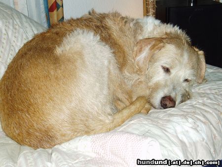 Balearen Laufhund Und danach tut ein Schläfchen gut