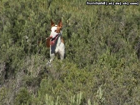 Balearen Laufhund IBIZAN HOUND DE ESCALONA