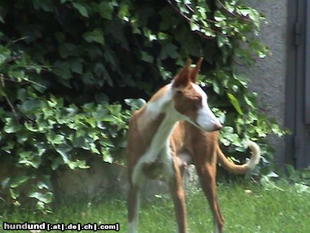 Balearen Laufhund IBIZAN HOUND DE ESCALONA