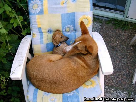 Balearen Laufhund Britta en zosja