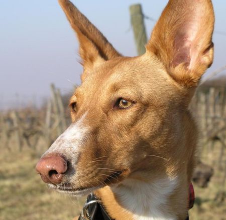 Balearen Laufhund wo isses das Kanickel?