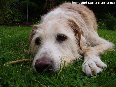 Balearen Laufhund Entspannung im Garten