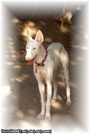 Balearen Laufhund Podenco Ibicenco