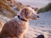 Balearen Laufhund Foto: Ombre in Dänemark (ID 22337) Balearen Laufhund Hund