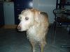 Balearen Laufhund Foto: Ombre 12 Jahre alt (ID 19128) Balearen Laufhund Hund