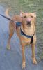 Balearen Laufhund Foto: Sandro mal wieder! *gg* (ID 19713) Balearen Laufhund Hund