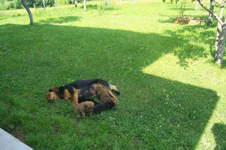 Balkanbracke Hunde Foto 37071 in höherer Auflösung ansehen Balkanbracke