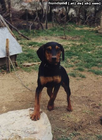 Balkanbracke Hunde Foto 3546 Balkanbracke Klara - 7 Monate alt