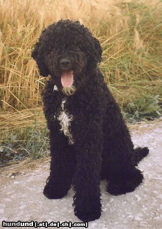 Barbet Viele Grüsse von Cleo von Zulimo