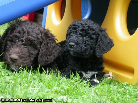 Barbet Dux und Dido vom Zulimo