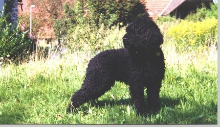 Barbet Lychee des Canailles de Verbaux, geb. 9.1.1995