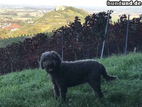 Barbet Momo (Chloris z Gorki Podduchownej) vor dem Staufener Schlossberg 