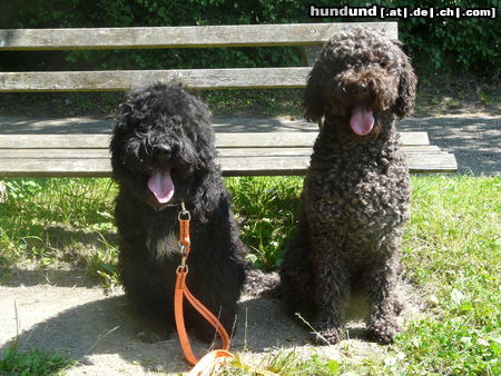 Barbet Momo (Chloris z Górki Podduchownej) und ihr Tochter Cayenne (Sina vom Staufener Schlossberg)