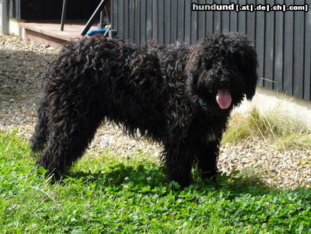 Barbet Hunde Foto 47001 in höherer Auflösung ansehen Barbet Cayenne