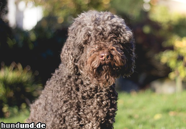 Barbet Hunde Foto 47685 Barbet Momo (Chloris z Gorki Podduchownej)