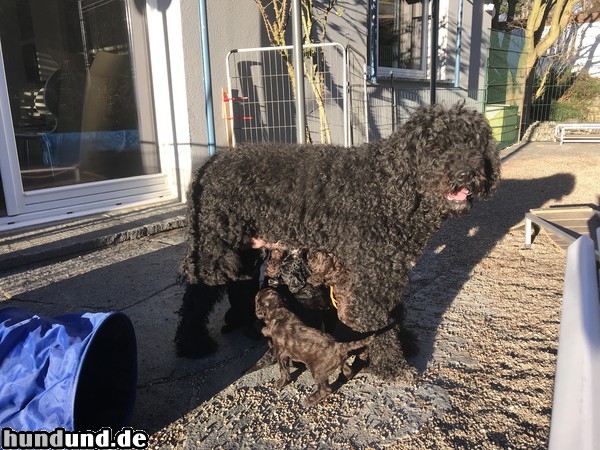 Barbet Cayenne vom Staufener Schlossberg mit Welpen vom E-Wurf 2019