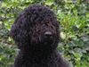 Barbet Hund