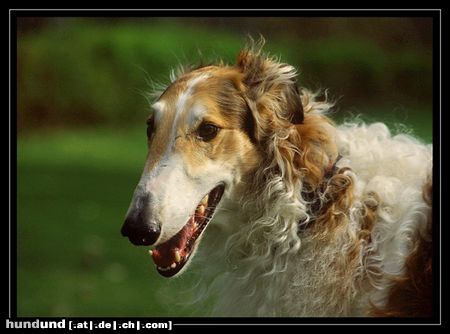 Barsoi Hunde Foto 15345 in höherer Auflösung ansehen Barsoi Porträt