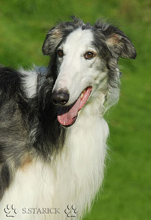 Barsoi Hunde Foto 34803 in höherer Auflösung ansehen Barsoi Fandango - Besitzer Ute Ruoff