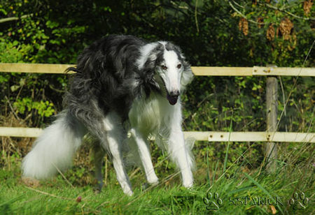 Barsoi Hunde Foto 34808 in höherer Auflösung ansehen Barsoi Fandango - Besitzer Ute Ruoff