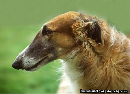 Barsoi Hunde Foto 15342 in höherer Auflösung ansehen Barsoi Aussie