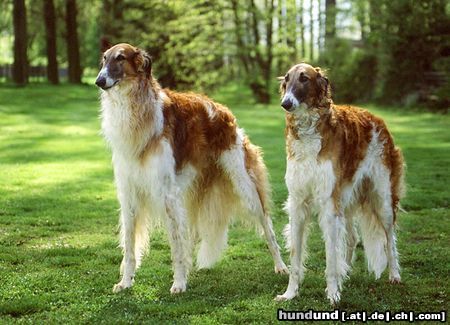 Barsoi Hunde Foto 15341 in höherer Auflösung ansehen Barsoi Aussie