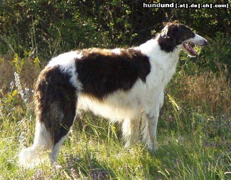 Barsoi Hunde Foto 22772 Barsoi Dober-Kopp Dobai Déli Szél