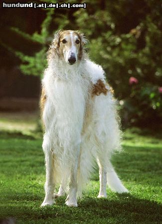 Barsoi Hunde Foto 15344 in höherer Auflösung ansehen Barsoi Eine wahre Schönheit