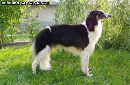 Barsoi Hunde Foto 22765 in höherer Auflösung ansehen Barsoi