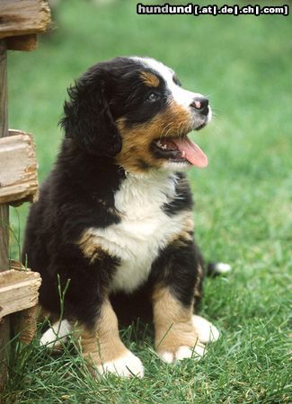 Barsoi Hunde Foto 15346 in höherer Auflösung ansehen Barsoi Kleiner Berner 8 Wochen alt