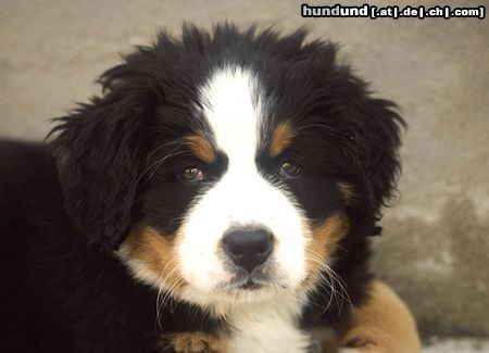 Barsoi Hunde Foto 15347 in höherer Auflösung ansehen Barsoi Kleiner Berner 8 Wochen alt