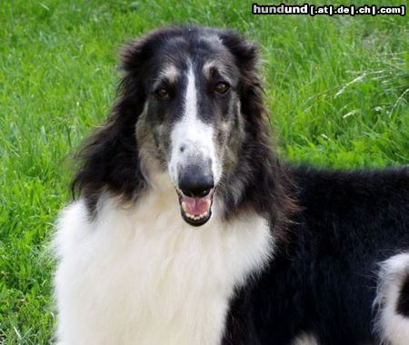Barsoi Hunde Foto 22768 in höherer Auflösung ansehen Barsoi Ch.Lunnaja Raduga Chernaja Magija head