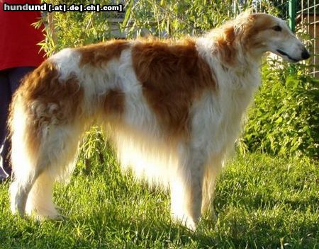 Barsoi Hunde Foto 22766 in höherer Auflösung ansehen Barsoi Ch. Atamán Imya Zaki
