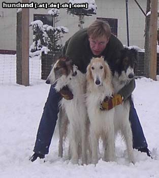 Barsoi Hunde Foto 7487 Barsoi Vier nette Jungs